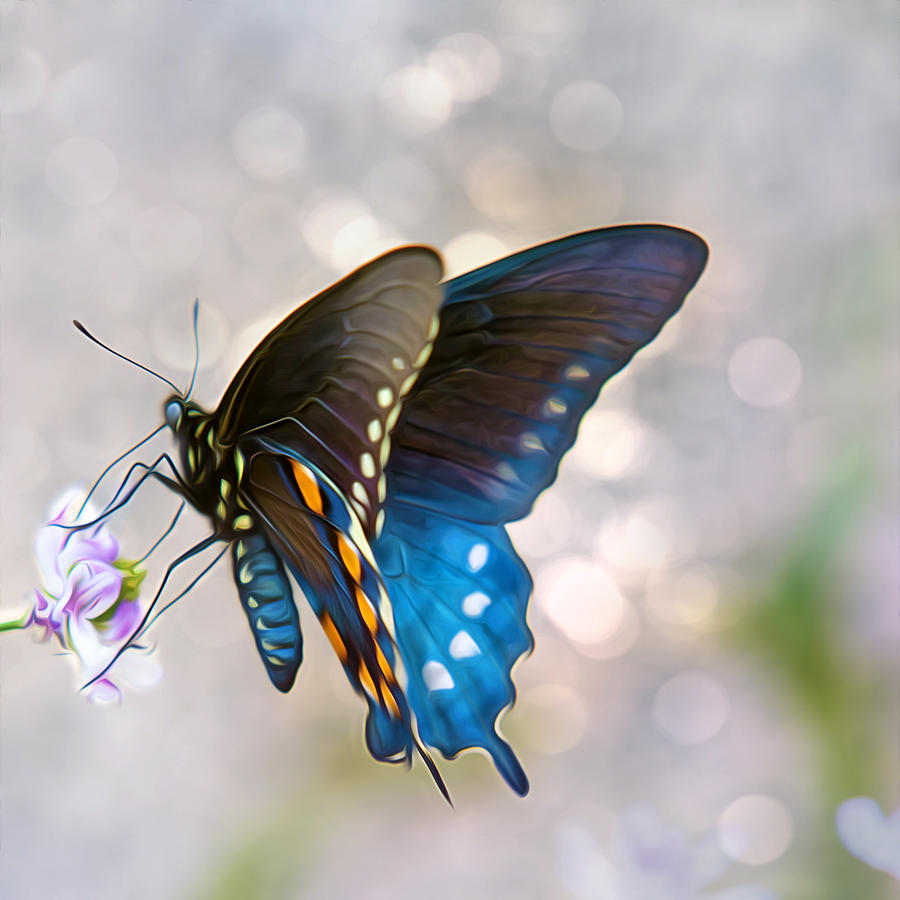 Butterfly Bokeh Photograph by Bill and Linda Tiepelman