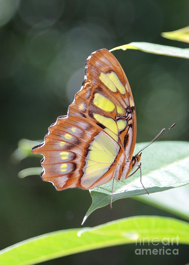 Butterfly Bokeh Photograph by Carol Groenen