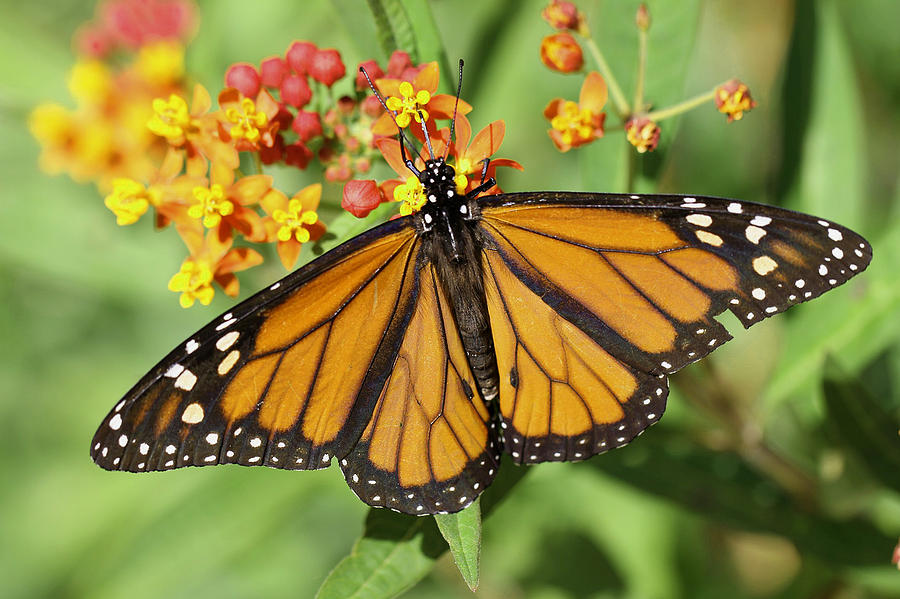 Butterfly Photograph by Brad Maroney - Fine Art America