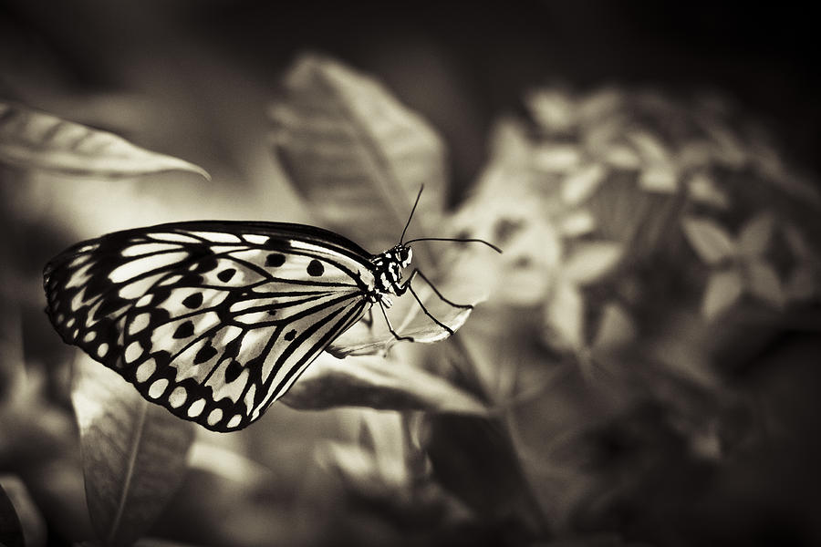 Butterfly Brown Tone Photograph