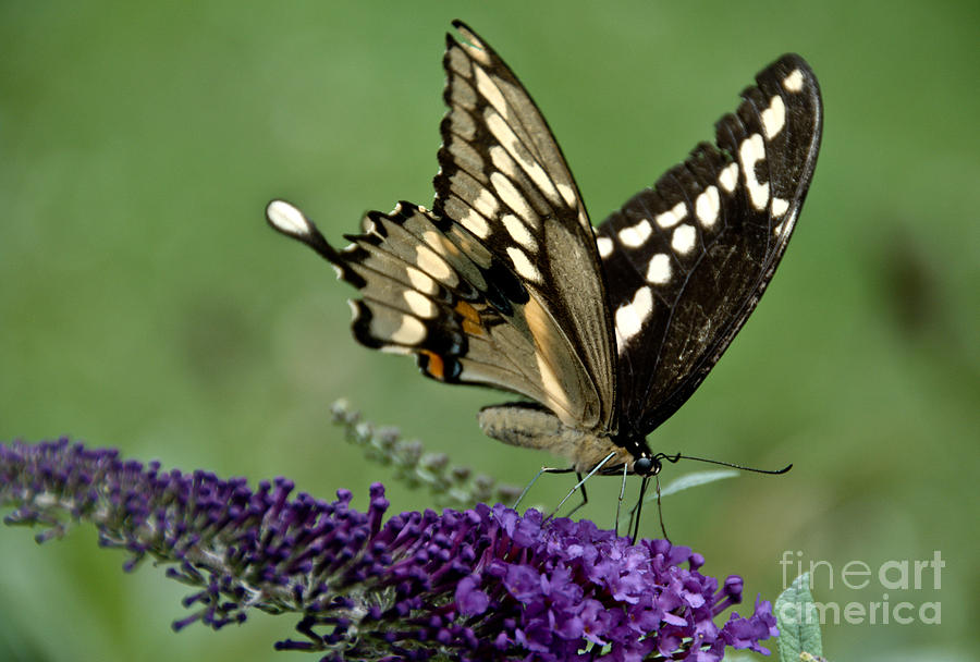 Butterfly Bush and Friend Photograph by Cheryl Baxter