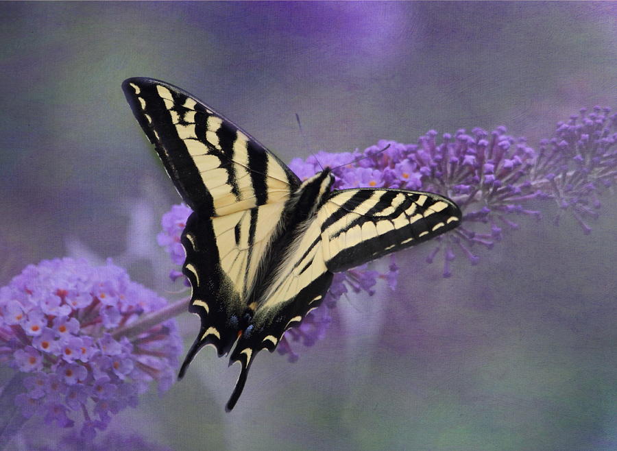 Butterfly Photograph - Butterfly Bush by Angie Vogel
