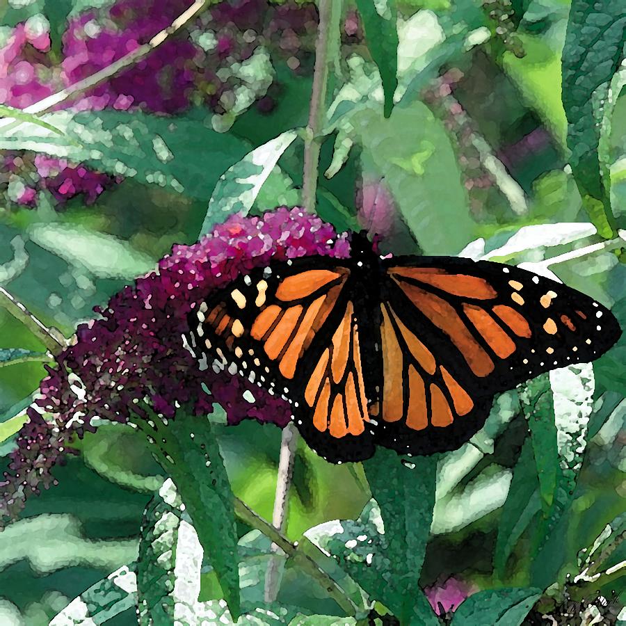 Butterfly Painting - Butterfly Bush by Cole Black