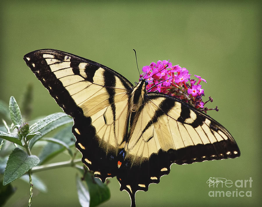 Butterfly Bush Photograph by Cris Hayes - Fine Art America