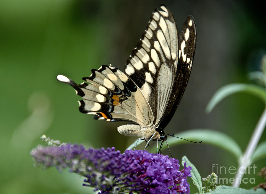 Butterfly Bush Extravaganza Photograph by Cheryl Baxter