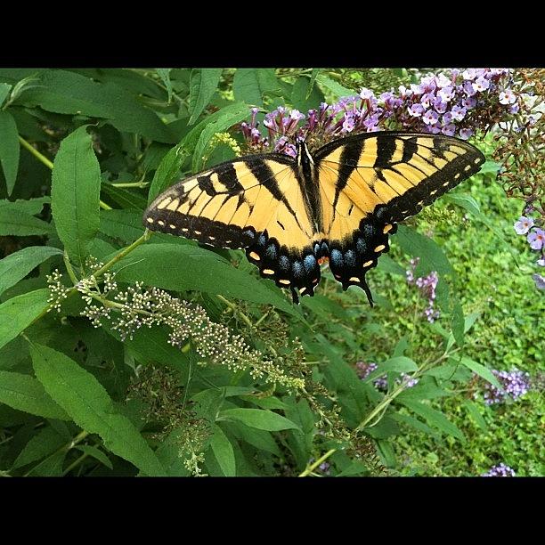 Butterfly Bush Photograph by Heather  Ennis
