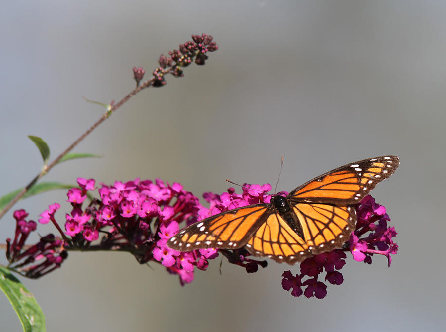 Butterfly Bush Photograph by Michael Petrick