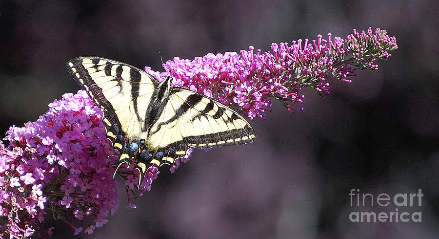 Butterfly Bush Photograph by Sharon Elliott