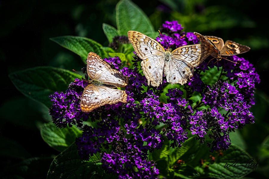 Butterfly Photograph - Butterfly Bush by William Reek