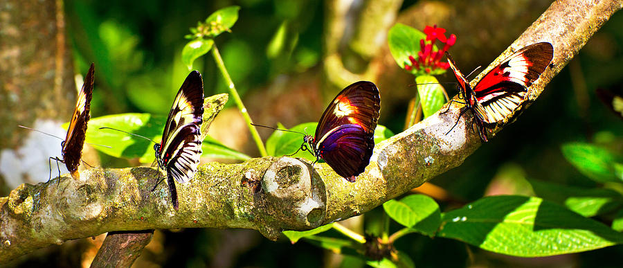 Butterfly Cafe Photograph by Mark Andrew Thomas
