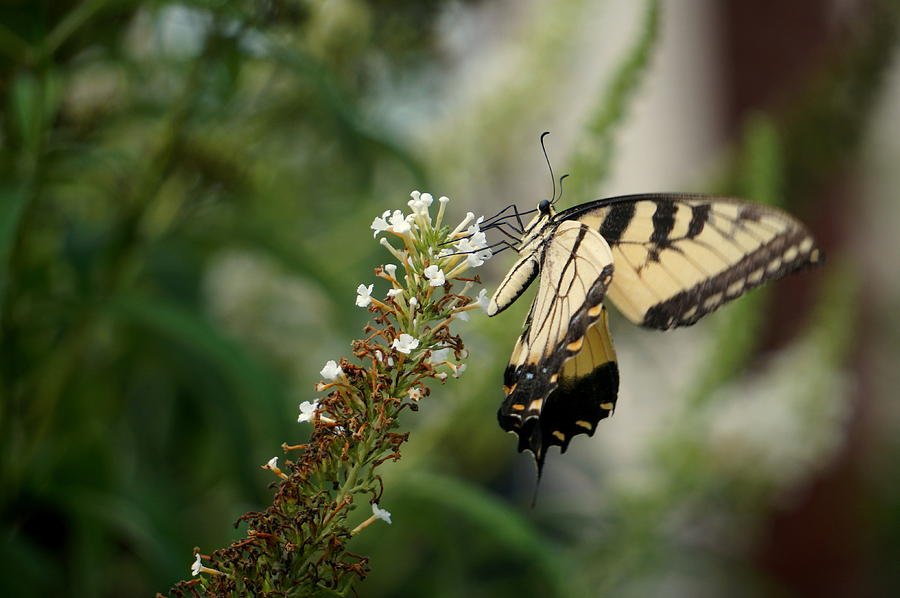 Butterfly Photograph by Caryn La Greca