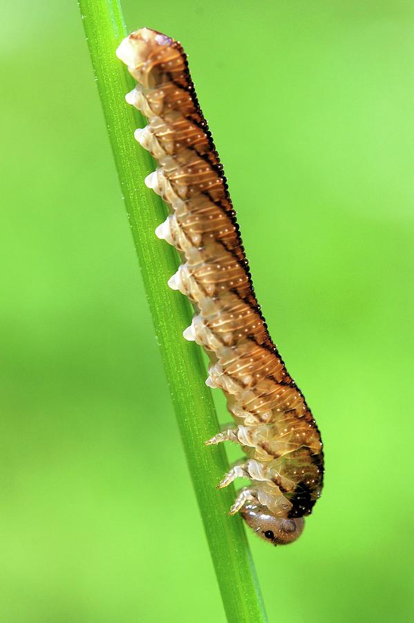 Animal Photograph - Butterfly Caterpillar by Heiti Paves