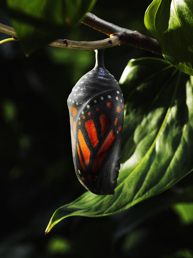 Butterfly chrysalis on tree branch Photograph by Leonard Gertz