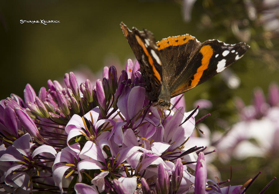 Butterfly Photograph - Butterfly close up by Stwayne Keubrick Butterfly Photograph - Butterfly close up by Stwayne Keubrick