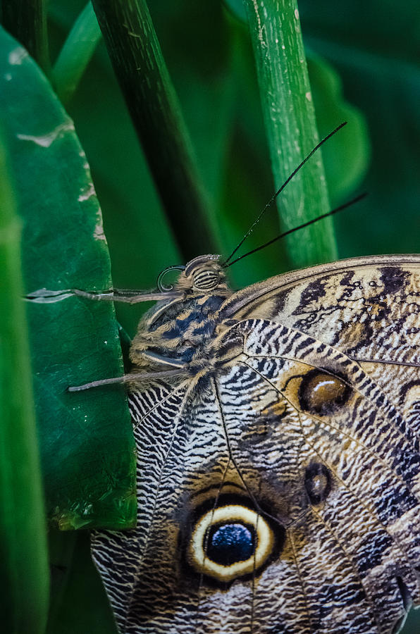 Butterfly Closeup Photograph by Harry Strharsky