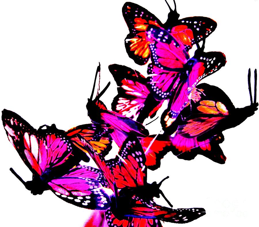 Download Butterfly cluster Photograph by C Lythgo