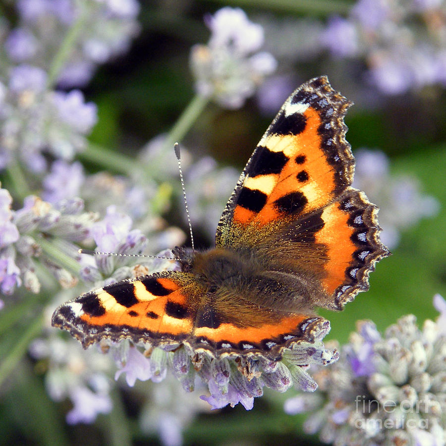 10088 Small Tortoiseshell Butterfly Photograph by Colin Hunt