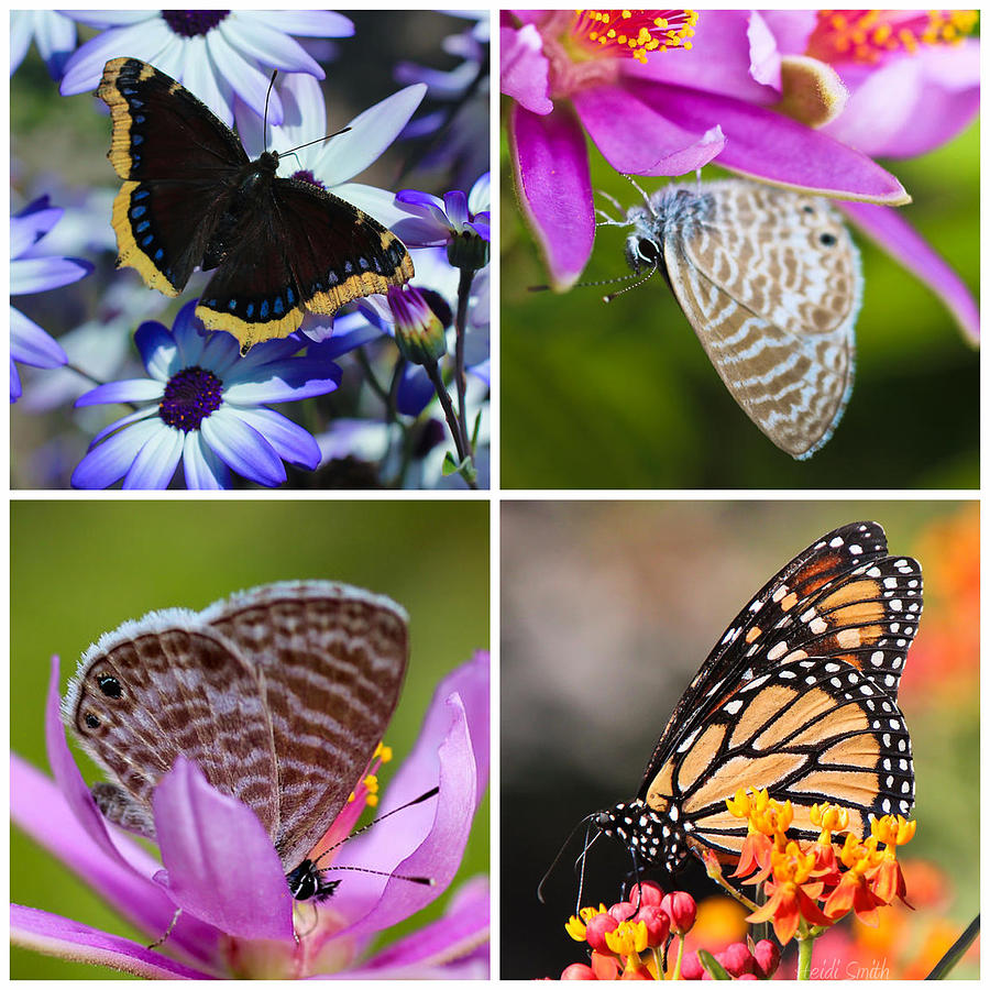 Butterfly Collage  Photograph by Heidi Smith