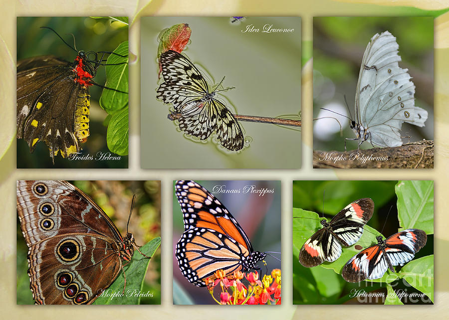 Butterfly Collage Photograph by Olga Hamilton