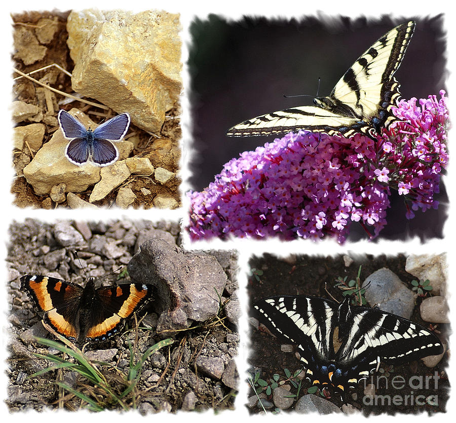 Butterfly Collage Photograph by Sharon Elliott