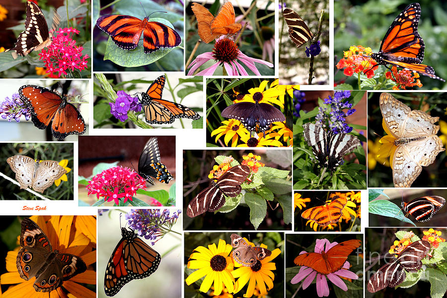 Butterfly Collage Photograph by Steven Spak