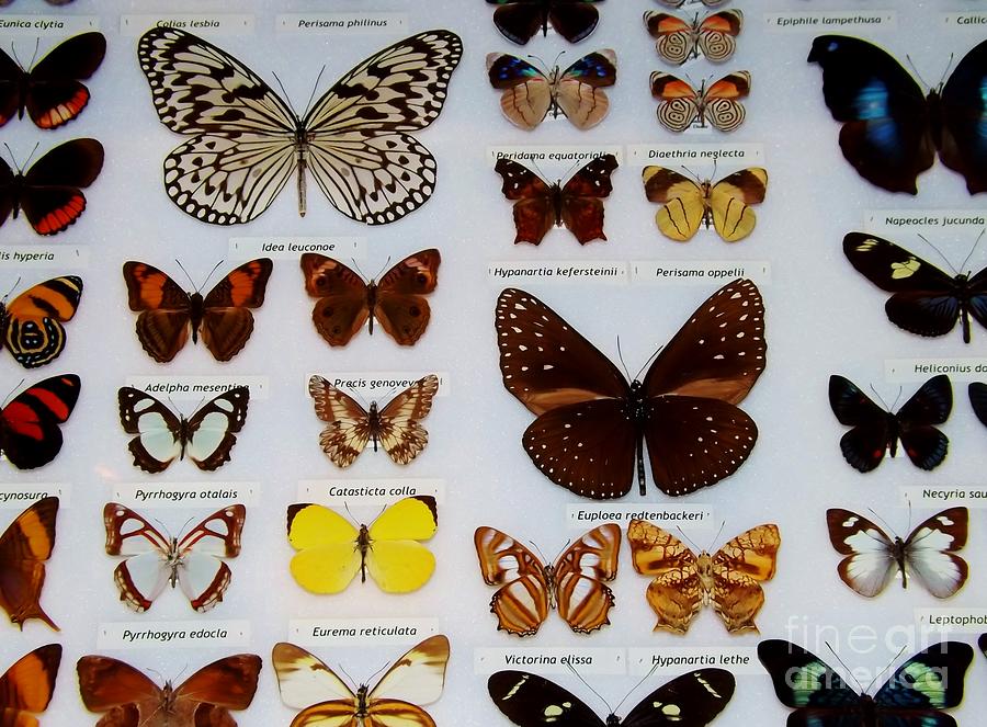 Butterfly Collection Photograph by Brigitte Emme