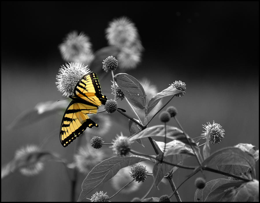 Butterfly Color my World Photograph by Jeffrey Platt