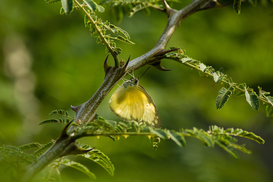 Butterfly - Common Grass Yellow Photograph by SAURAVphoto Online Store