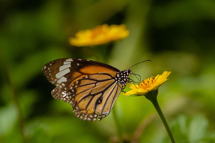 Butterfly - Common Tiger Photograph by SAURAVphoto Online Store