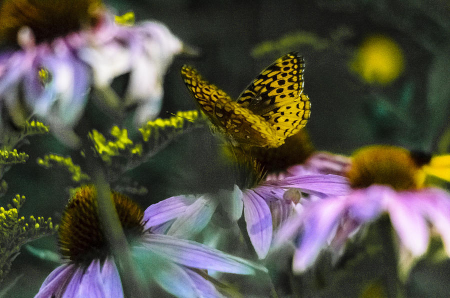 Butterfly Photograph - Butterfly Coneflowers 2 by David Tennis