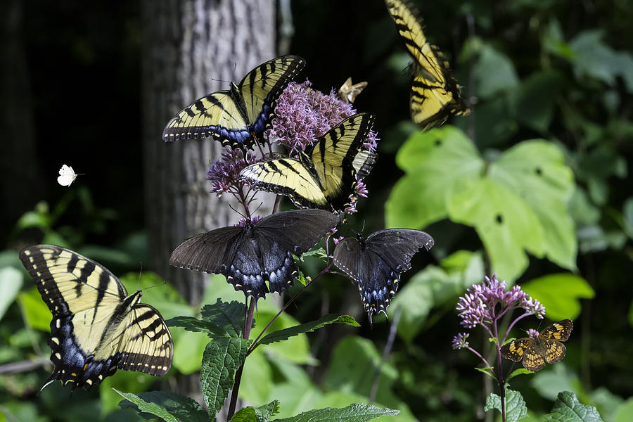 Butterfly Congregation Photograph by John Haldane