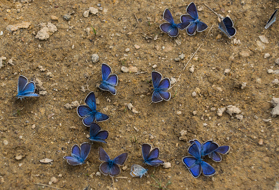The Butterfly Convention Photograph by Georgia Mizuleva