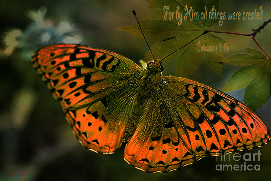 Butterfly Creation  Photograph by Beverly Guilliams