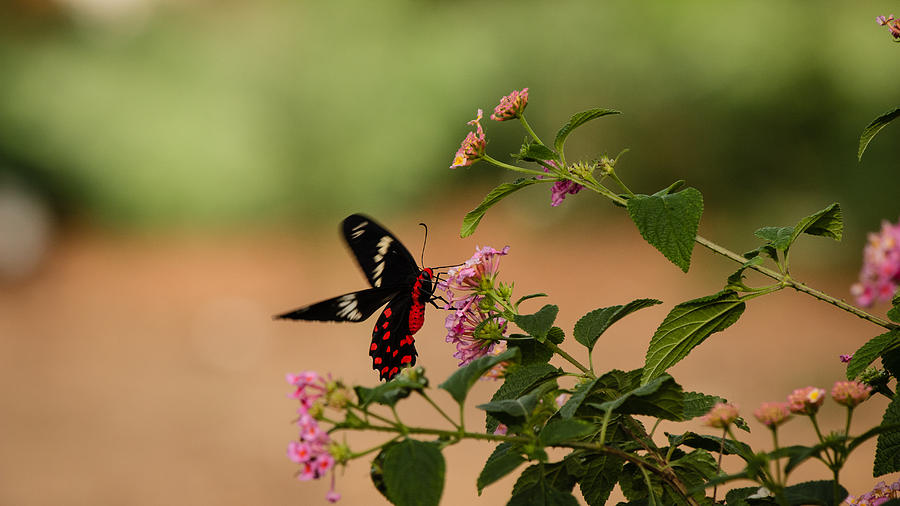 Butterfly - Crimson rose Photograph by SAURAVphoto Online Store