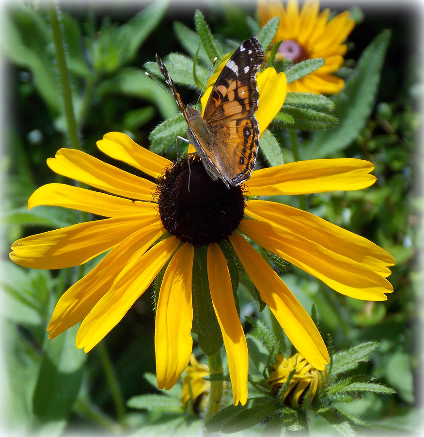 Butterfly Daisy Photograph by Sheri McLeroy