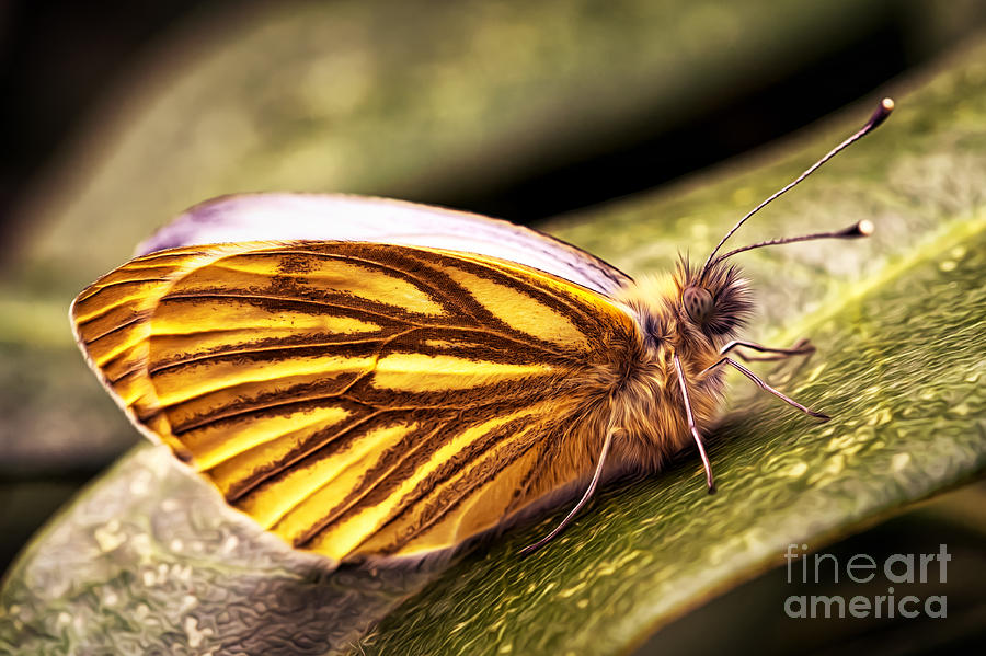 Butterfly Photograph by Daniel Heine