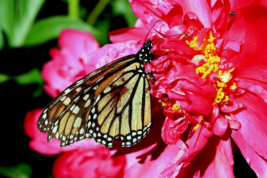 Butterfly Photograph by David Matthews