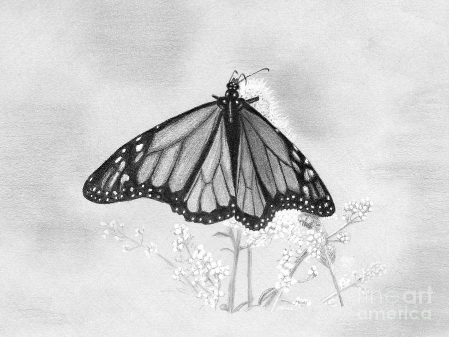 Butterfly Drawing by Denise Deiloh