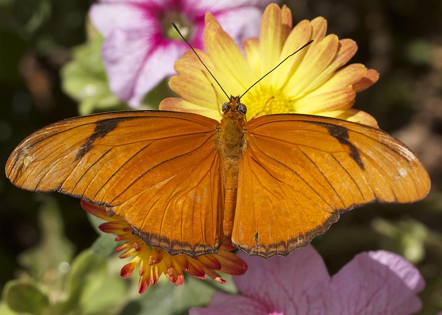 Butterfly Photograph by Denise Hillman - Fine Art America