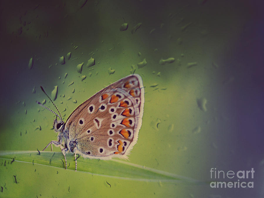 Butterfly Photograph - Butterfly by Diana Kraleva