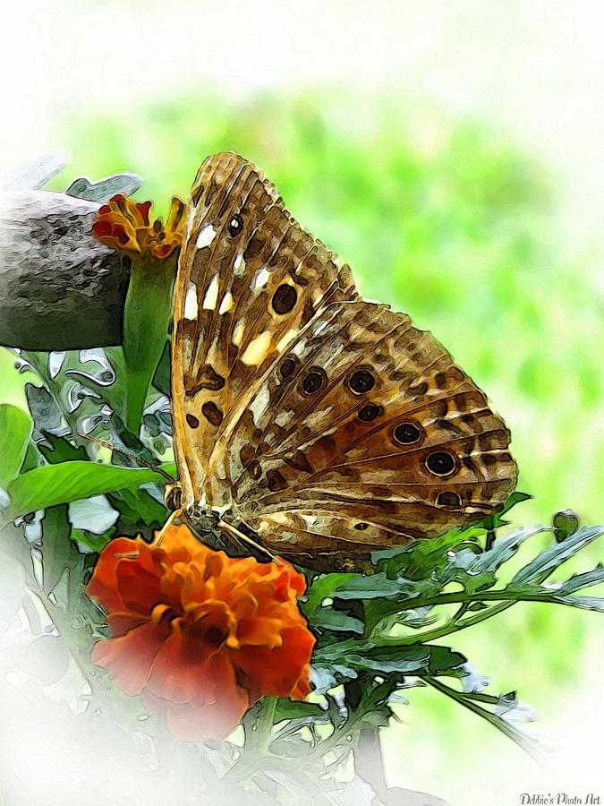 Butterfly - Digital paint Photograph by Debbie Portwood