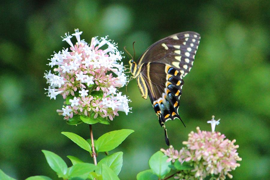 Butterfly Dining  Photograph by Cynthia Guinn