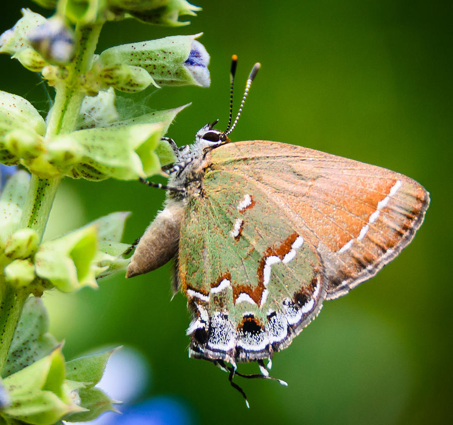 Butterfly Photograph - Butterfly by Don L Williams Butterfly Photograph - Butterfly by Don L Williams