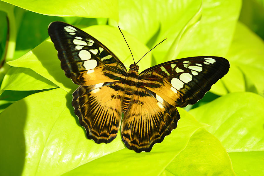 Butterfly Photograph by Dragan Kudjerski