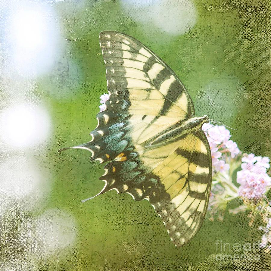 Butterfly Photograph - Butterfly Dream by Kim Fearheiley