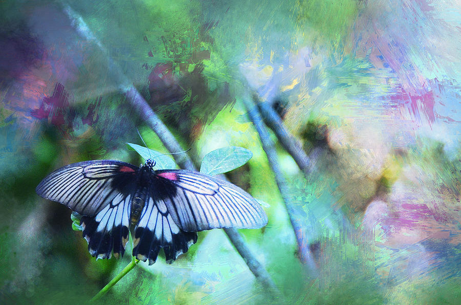Butterfly Dreams Photograph by Carla Parris