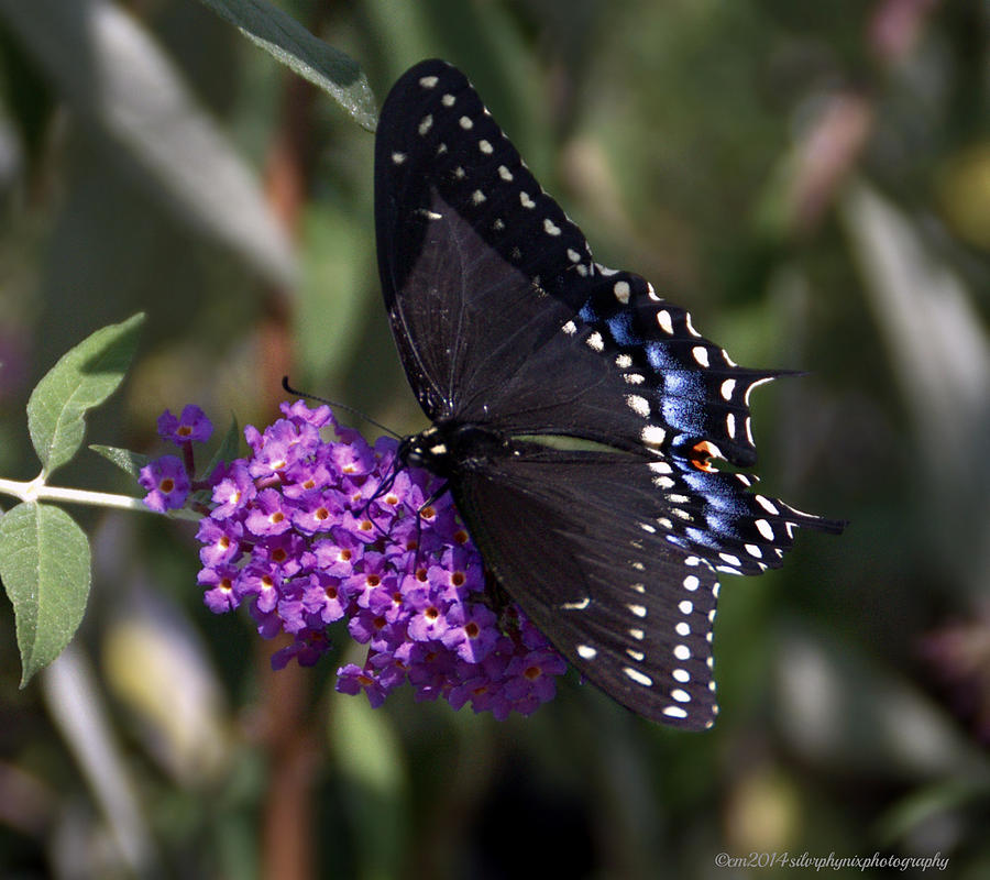 Butterfly Dreams Photograph by Catherine Melvin - Fine Art America