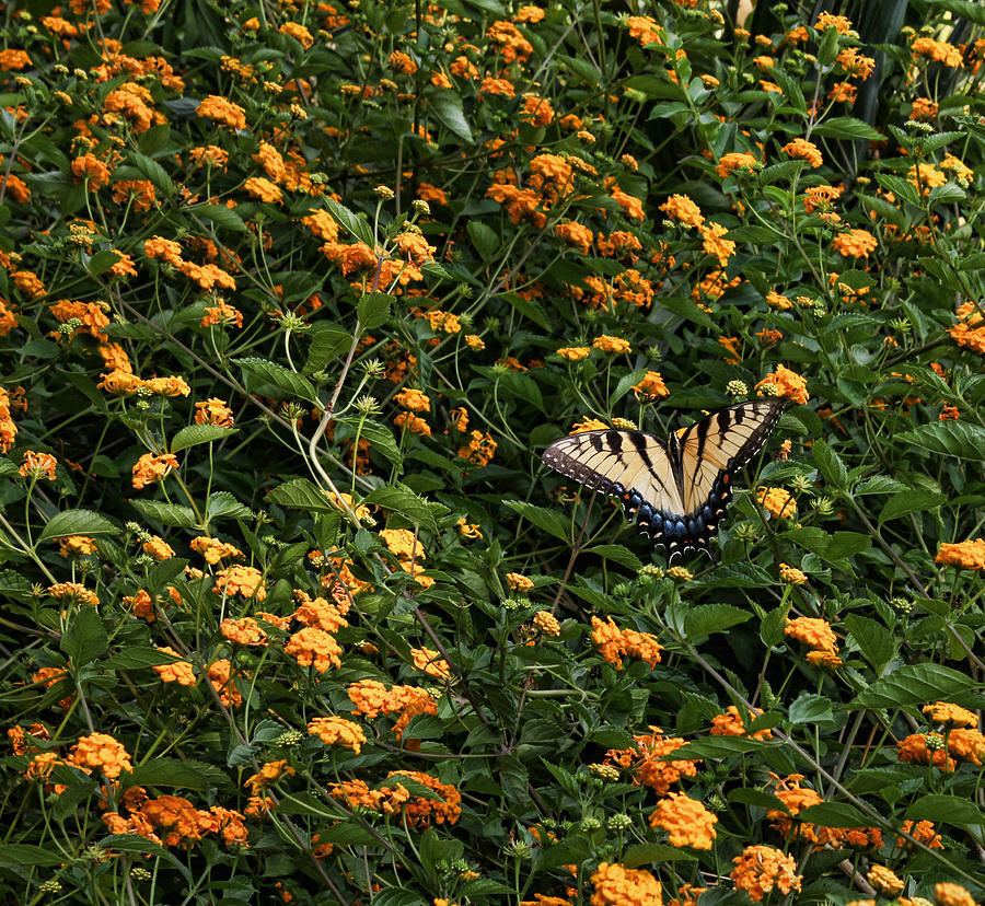 Swallowtail on Lantana Photograph by Judy Vincent