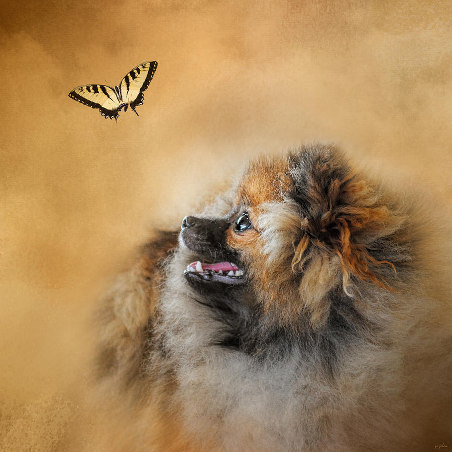 Butterfly Dreams - Pomeranian Photograph by Jai Johnson