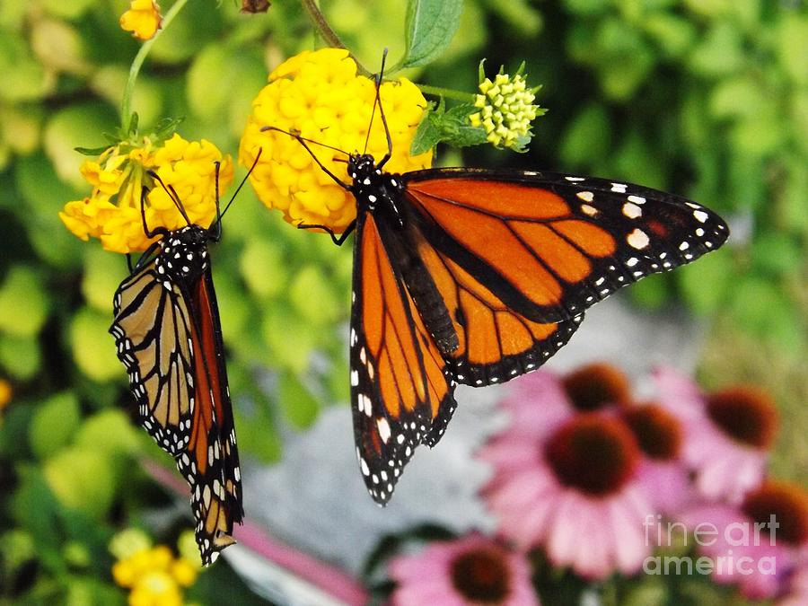 Butterfly Duet Photograph by Deb Schense